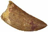 Serrated, Carcharodontosaurus Tooth - Real Dinosaur Tooth #311031-1